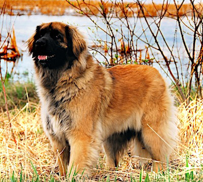 Leonberger - Dog Breed wallpaper