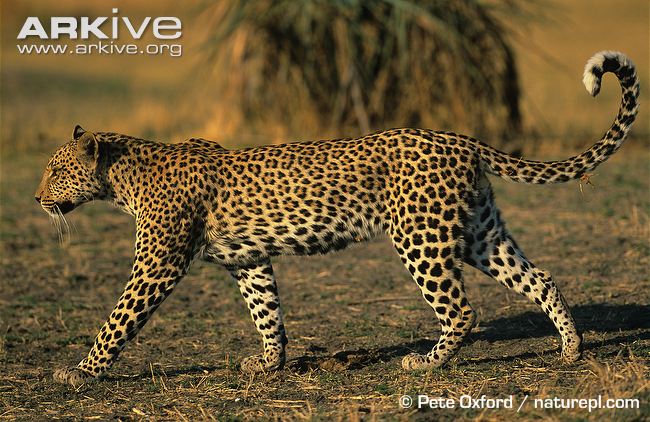 Nice Leopard