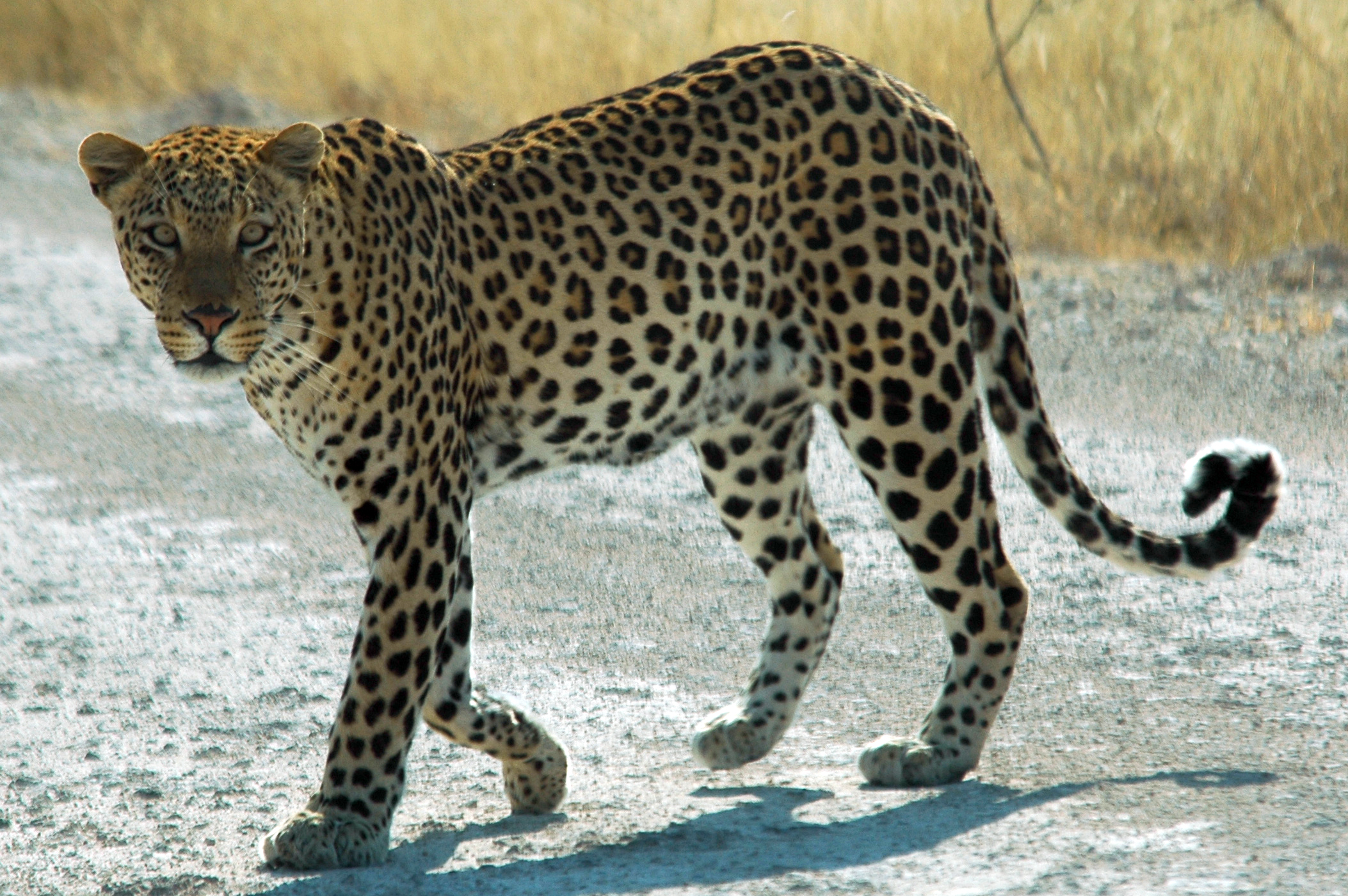 Wallpaper Leopard