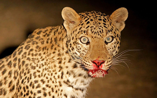Leopard wallpaper