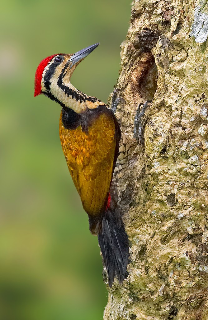 Pretty Lesser flame-backed woodpecker