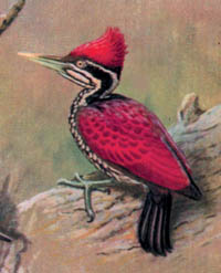 Pretty Lesser flame-backed woodpecker