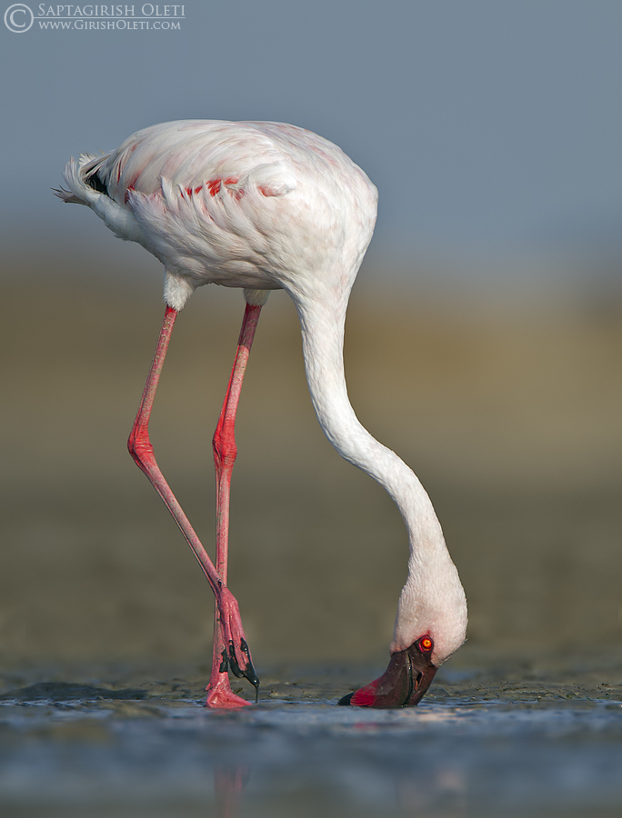 Lesser flamingo
