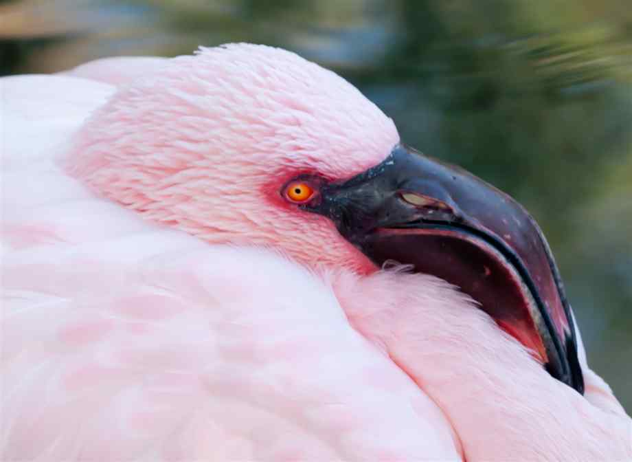 Pretty Lesser flamingo