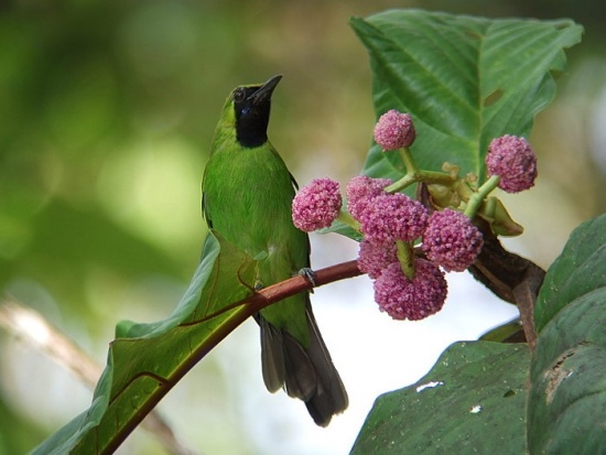 Pretty Lesser green leafbird