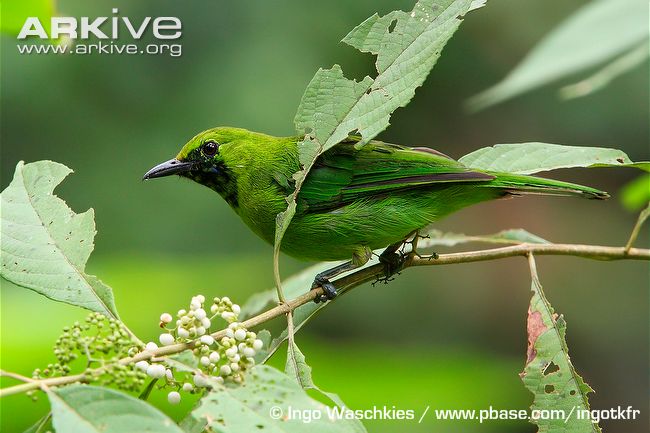Pretty Lesser green leafbird