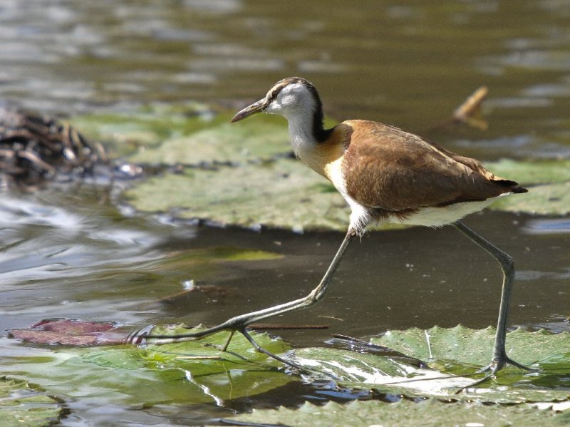 Lesser jacana