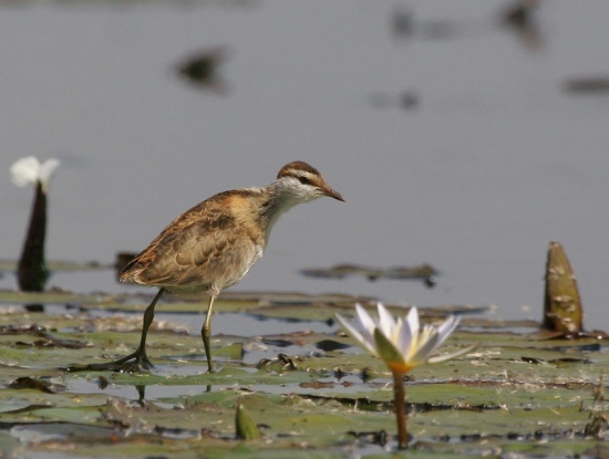 Pretty Lesser jacana