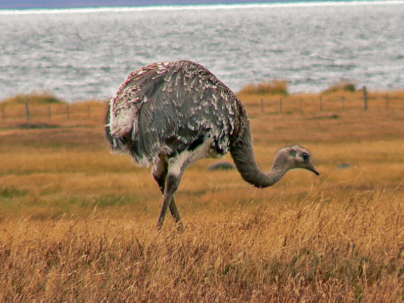 Lesser rhea