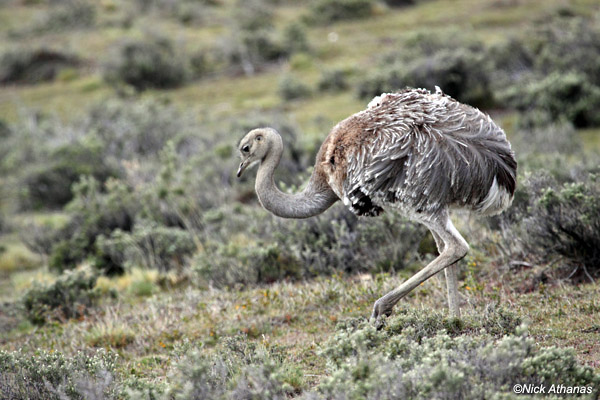 Pretty Lesser rhea