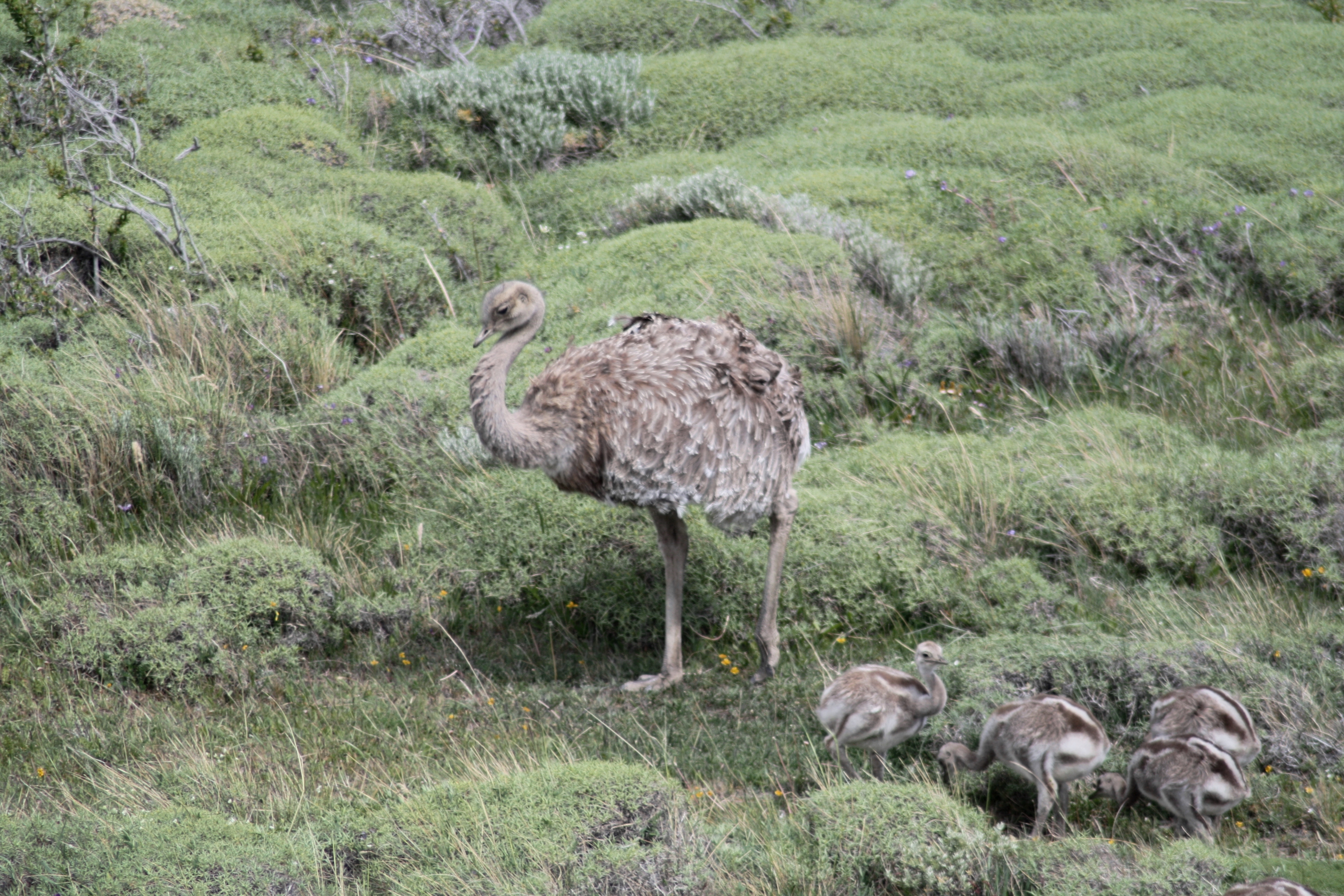 Pretty Lesser rhea