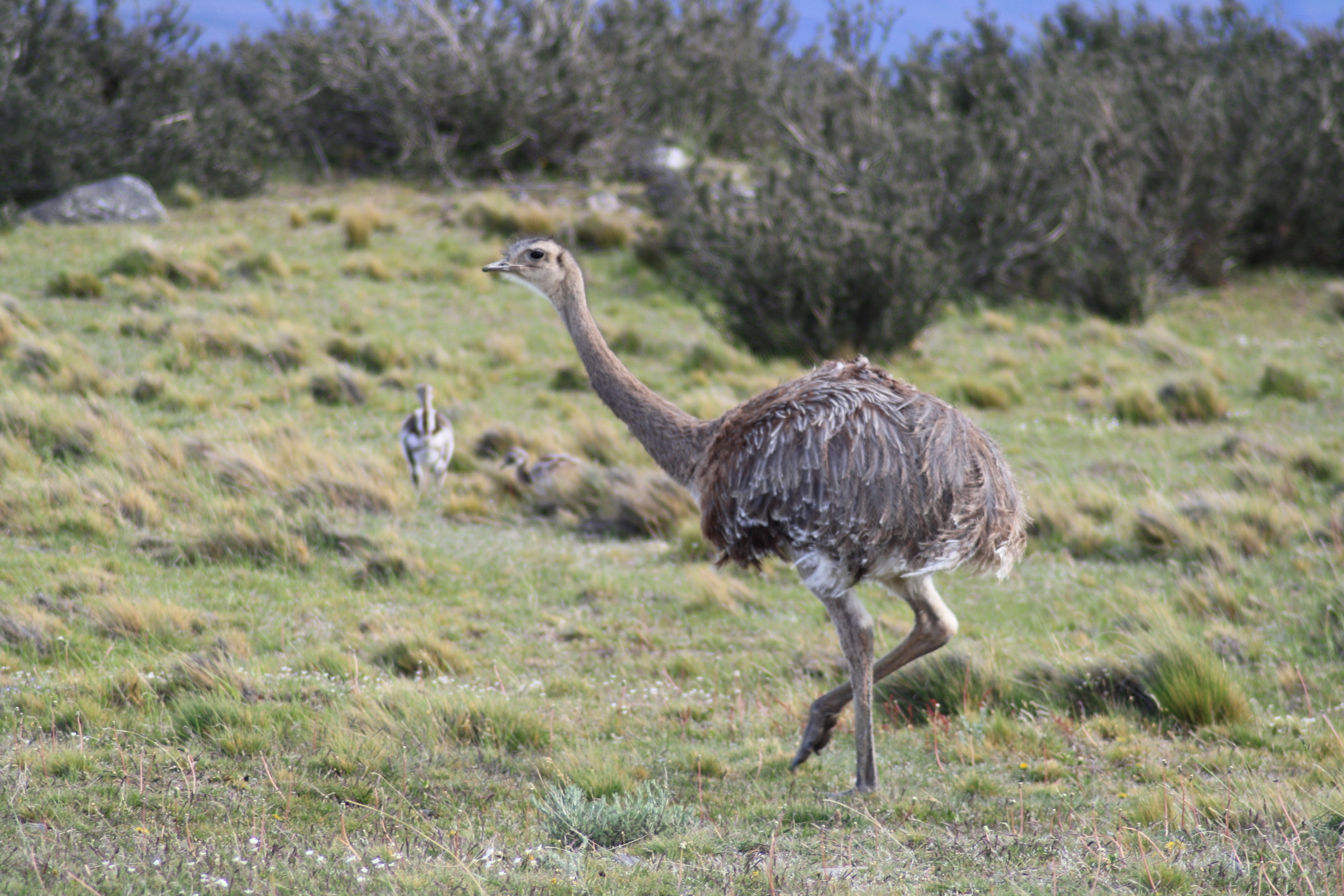 Pretty Lesser rhea