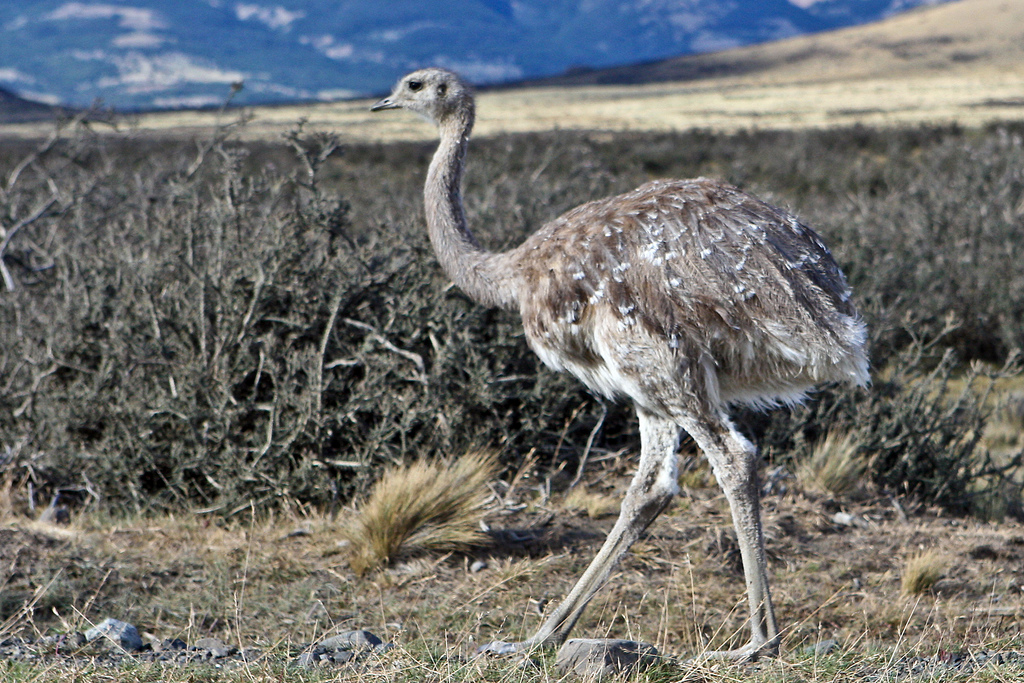 Pretty Lesser rhea