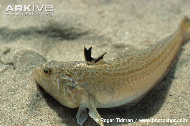 Lesser weever