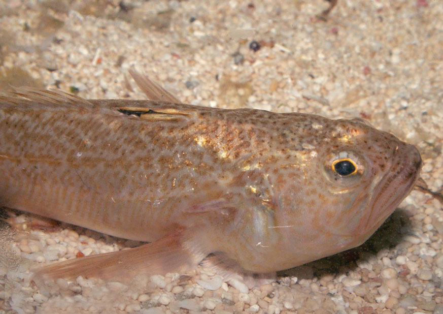 Pretty Lesser weever