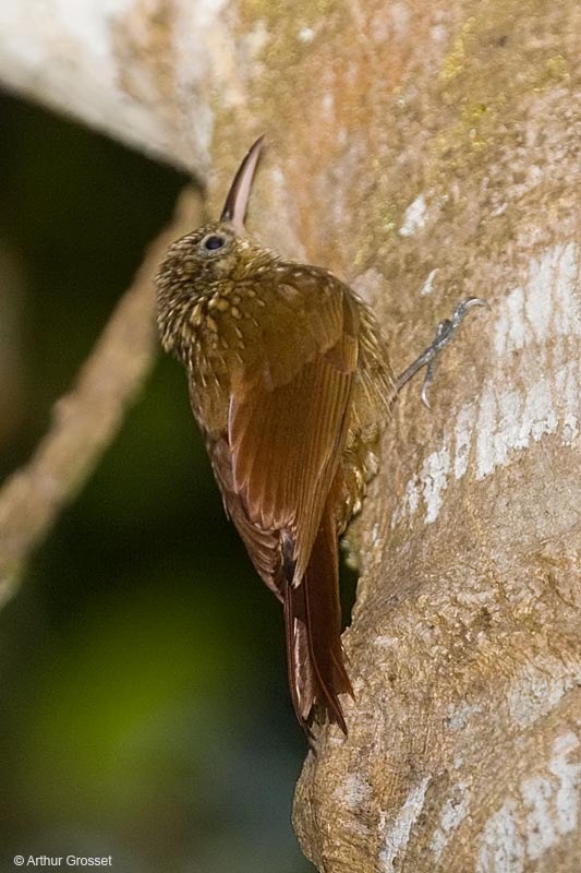 Pretty Lesser woodcreeper
