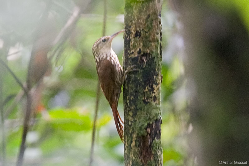 Pretty Lesser woodcreeper