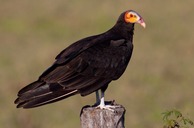 Lesser yellow-headed vulture