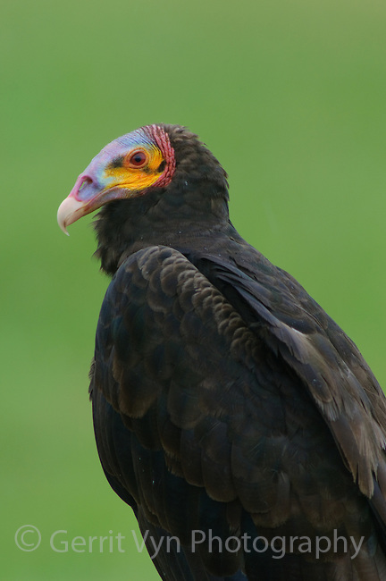 Pretty Lesser yellow-headed vulture