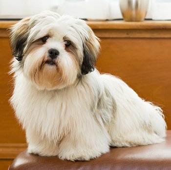 Pretty Lhasa Apso - Dog Breed