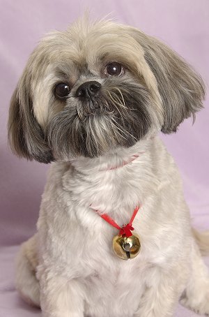 Cute Lhasa Apso - Dog Breed