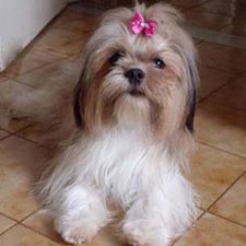 Lhasa Apso - Dog Breed photo 