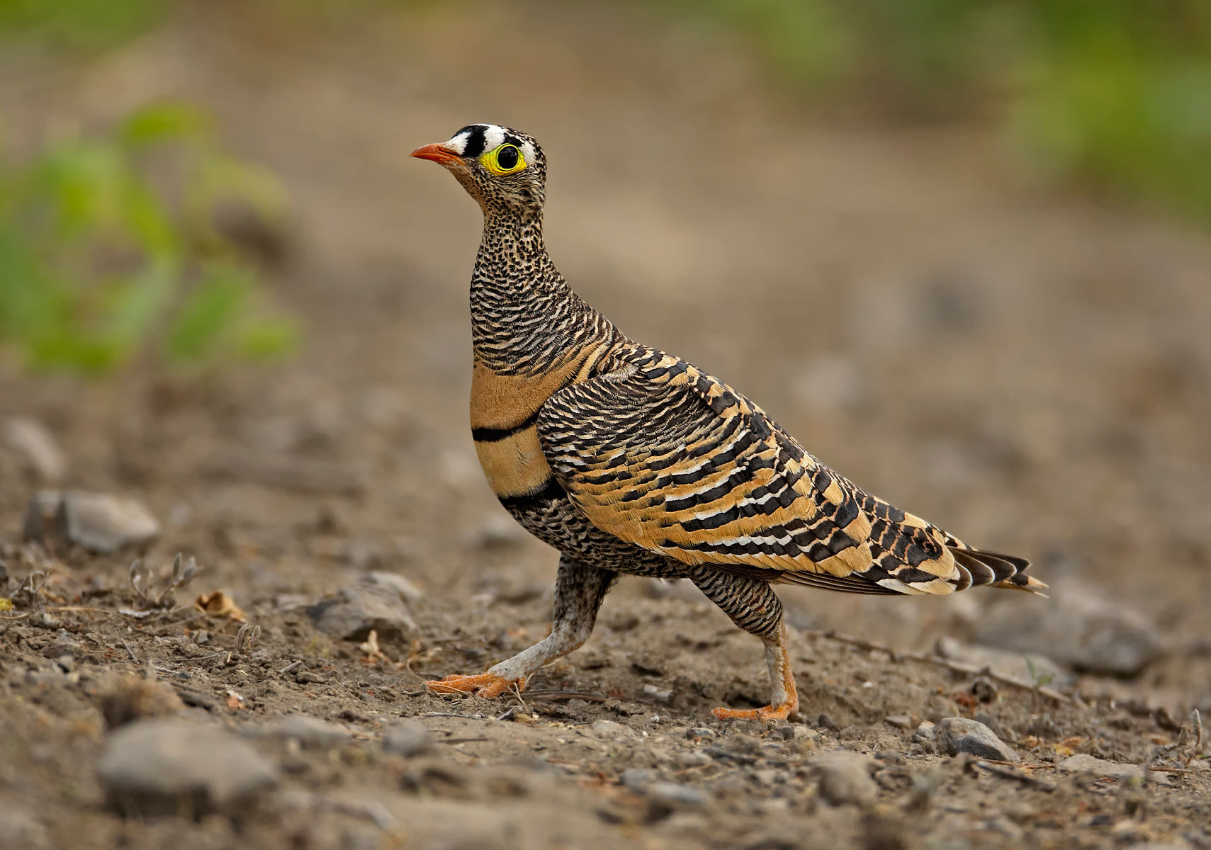 Lichtenstein’s sandgrouse