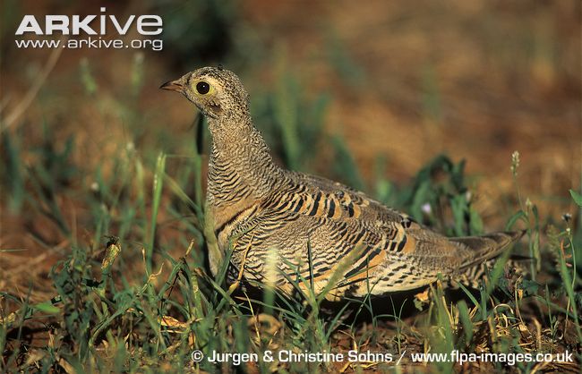Pretty Lichtenstein’s sandgrouse