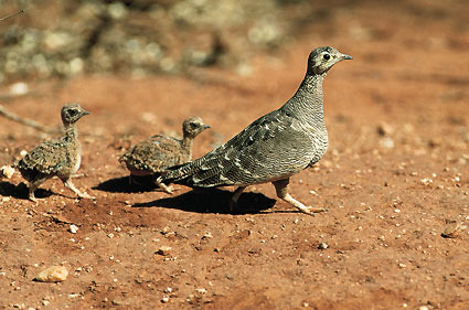 Pretty Lichtenstein’s sandgrouse
