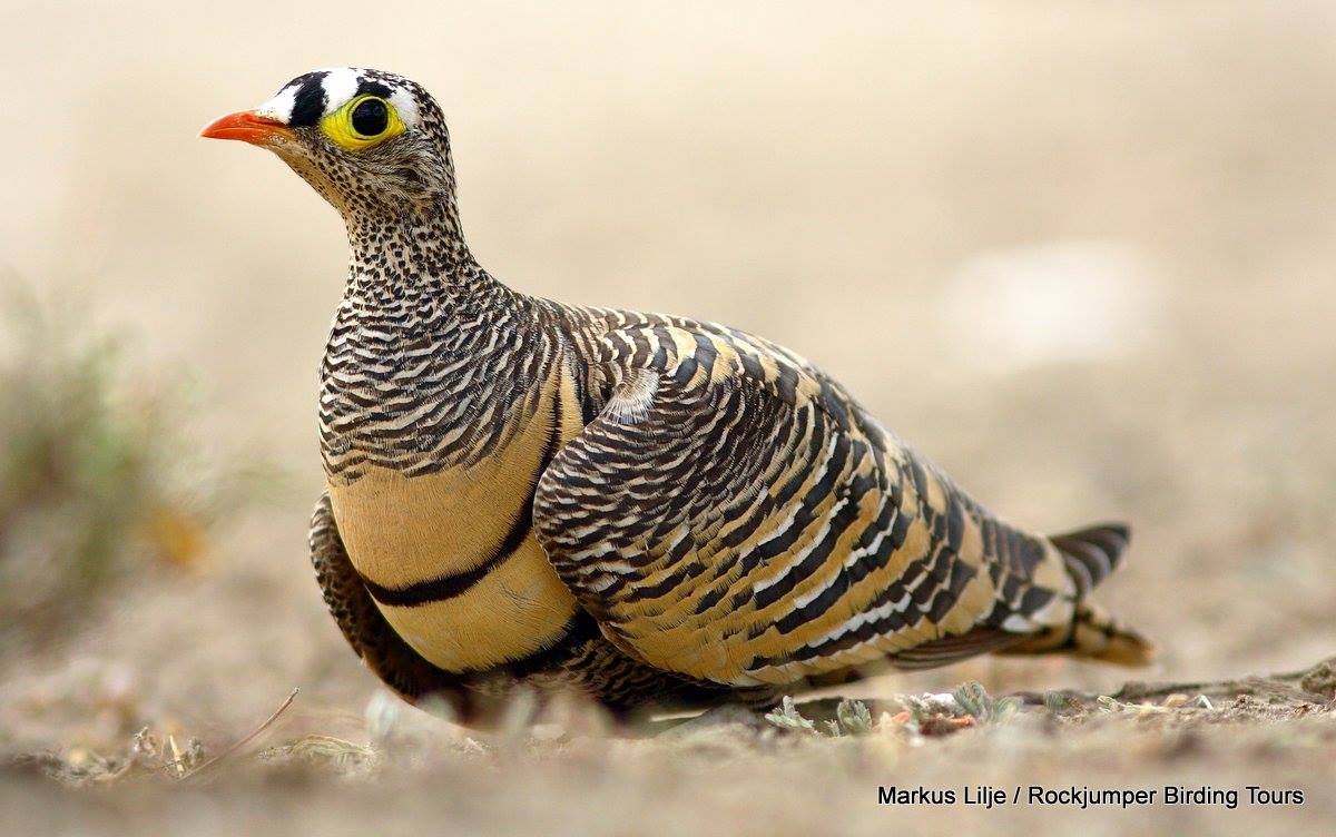Pretty Lichtenstein’s sandgrouse