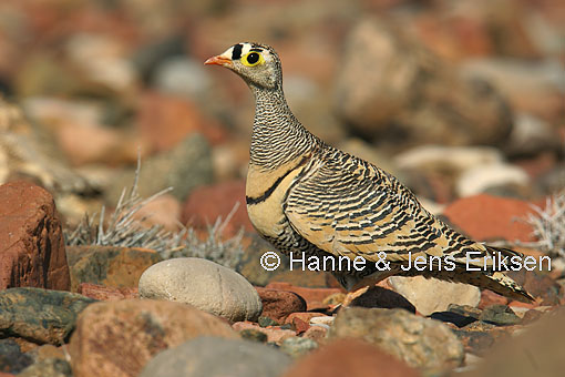 Pretty Lichtenstein’s sandgrouse