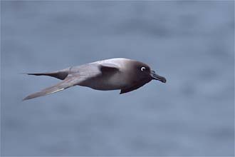 Light-mantled albatross