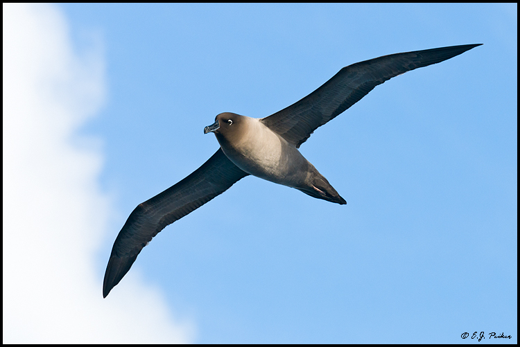 Pretty Light-mantled albatross
