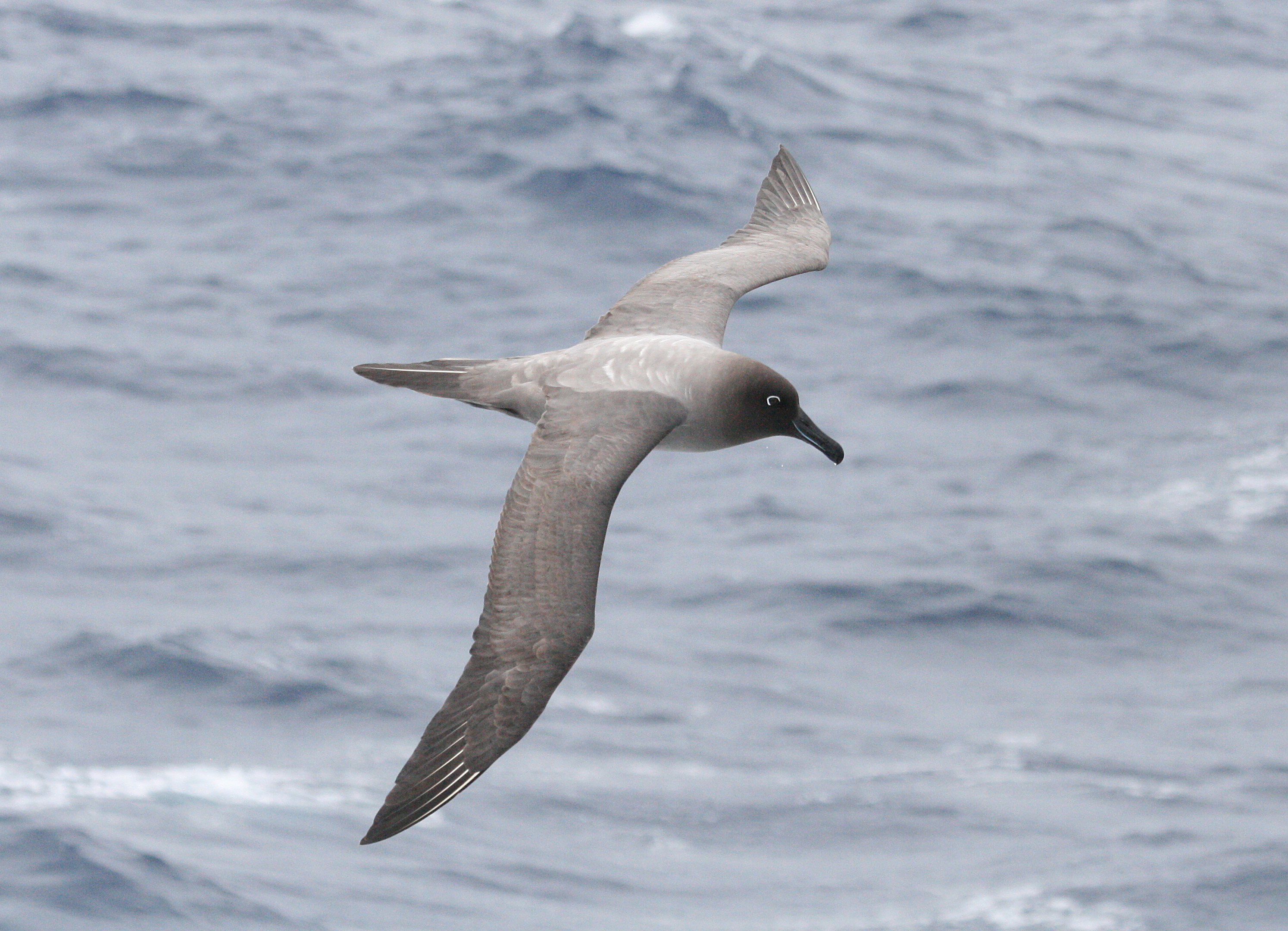 Pretty Light-mantled albatross