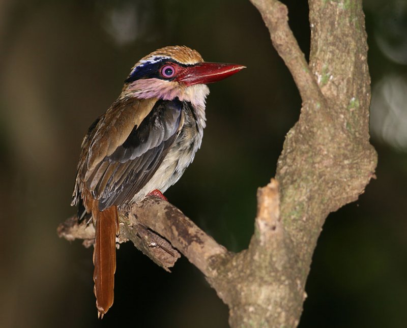 Lilac-cheeked kingfisher