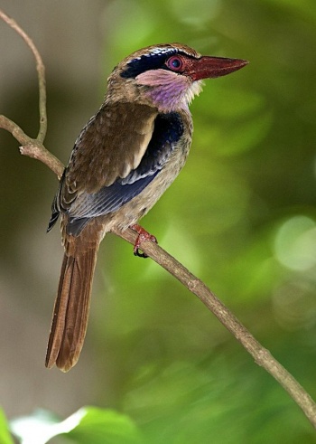 Pretty Lilac-cheeked kingfisher