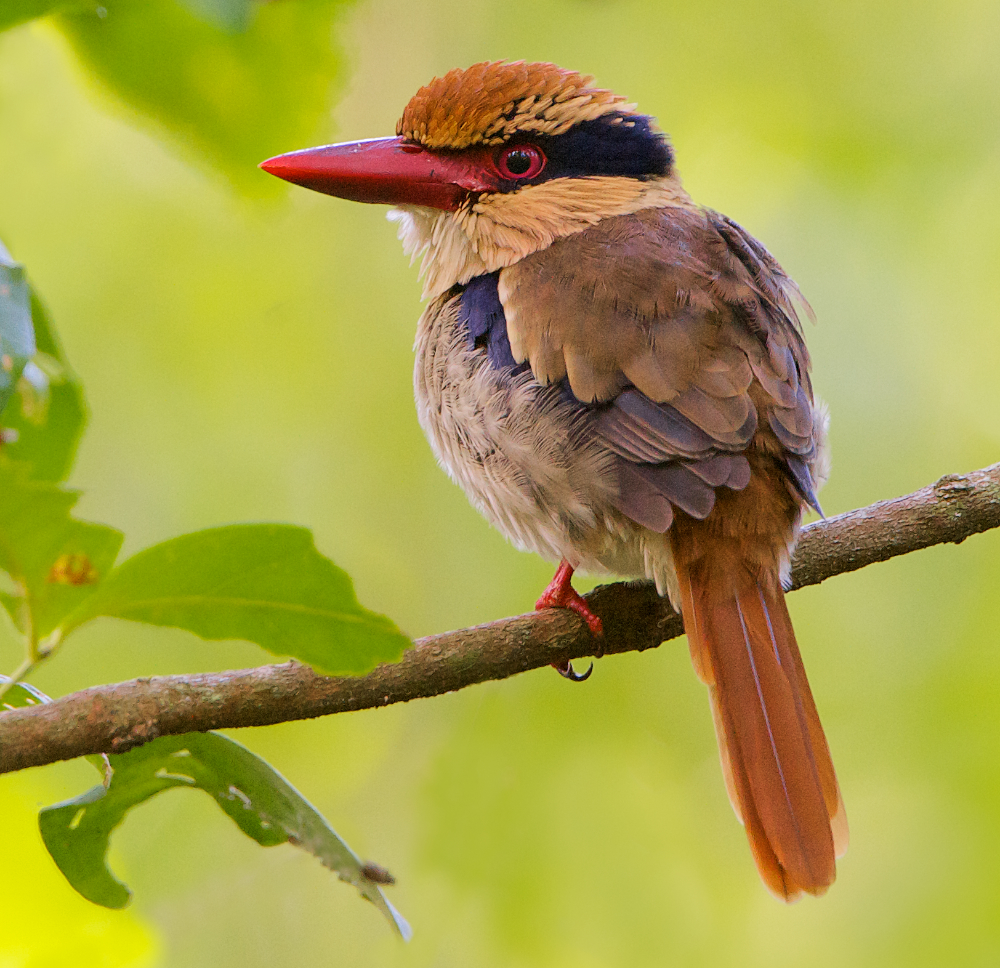 Pretty Lilac-cheeked kingfisher