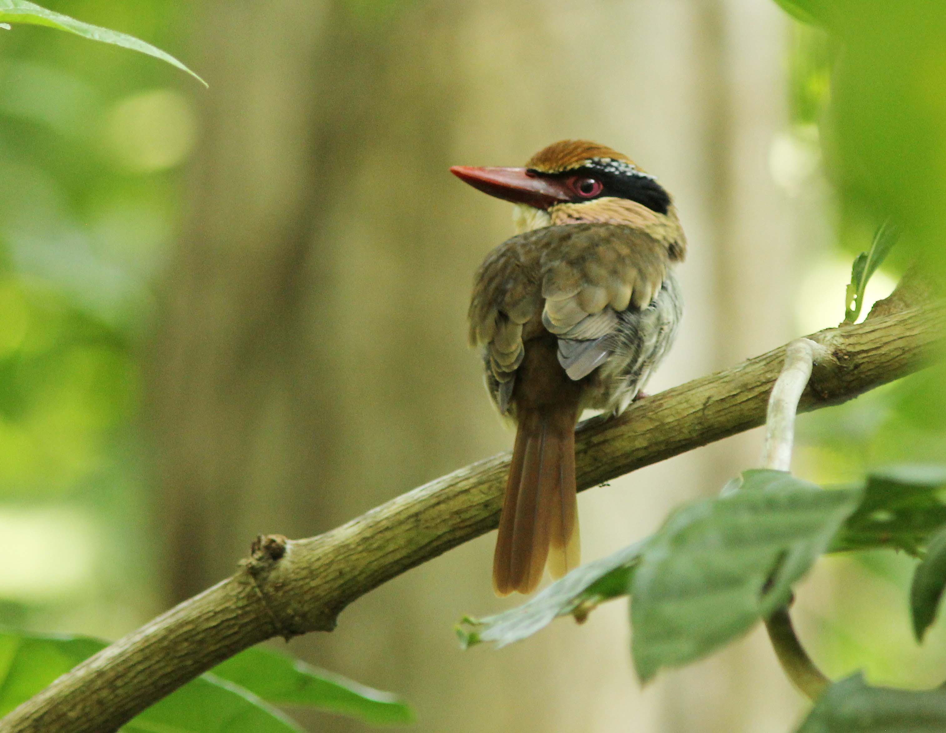 Pretty Lilac-cheeked kingfisher