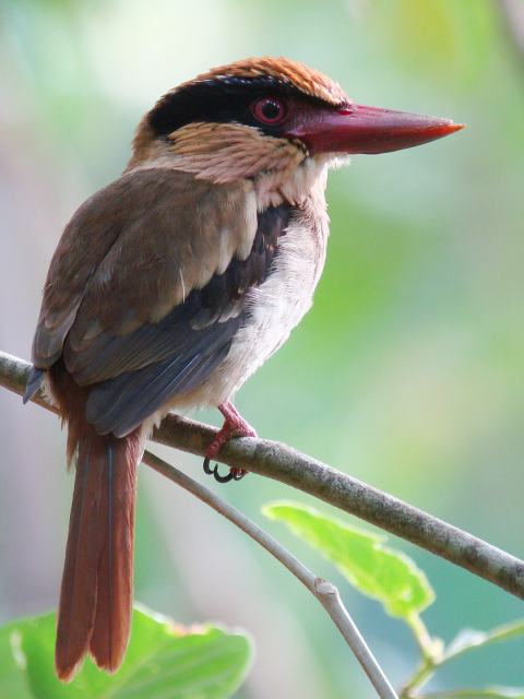 Pretty Lilac-cheeked kingfisher