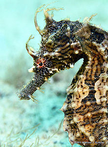 Lined seahorse