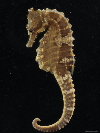 Pretty Lined seahorse