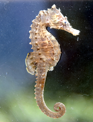 Pretty Lined seahorse