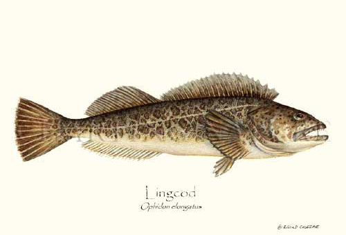 Pretty Lingcod