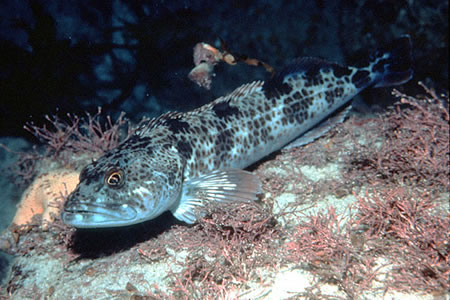 Pretty Lingcod