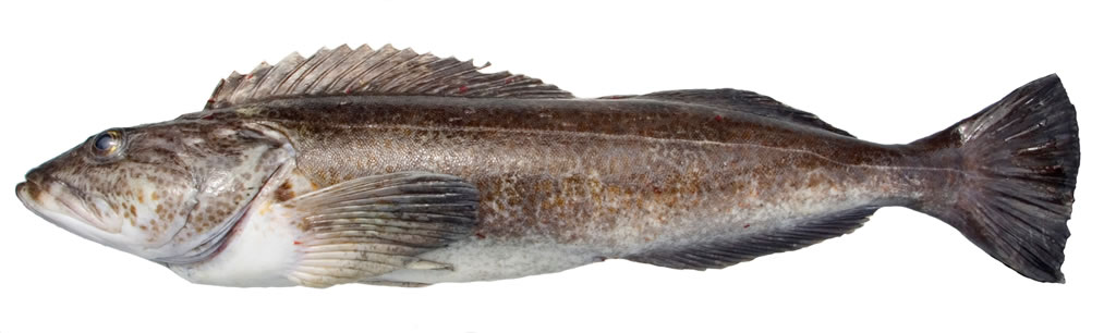 Pretty Lingcod