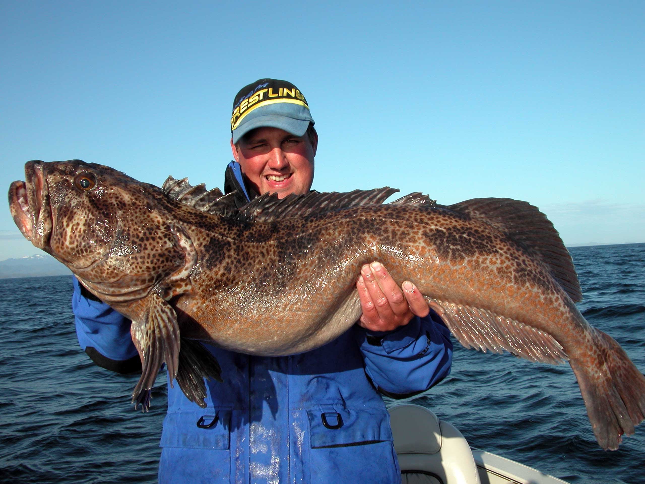 Pretty Lingcod