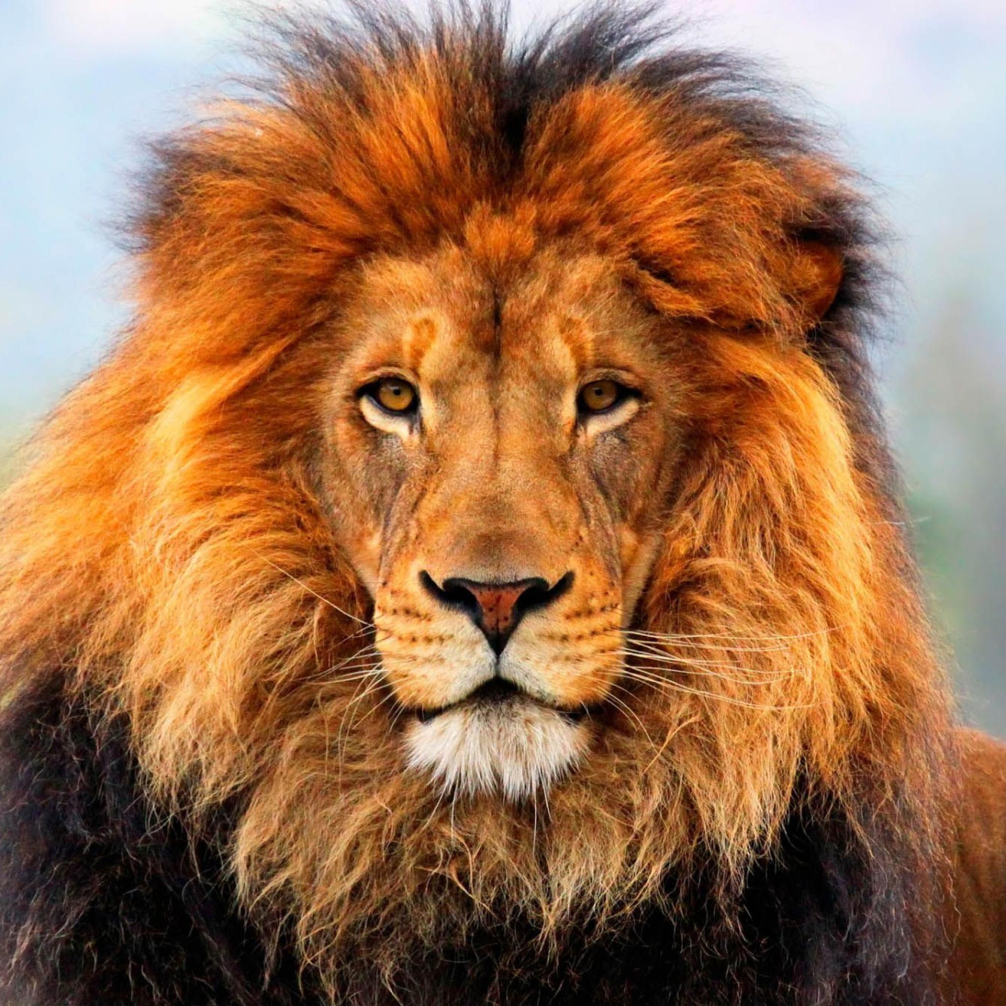 Nice Lion