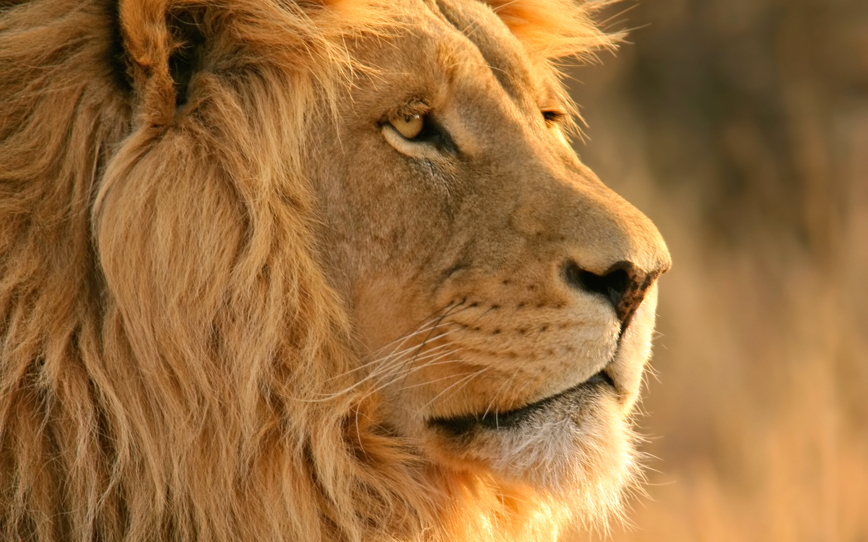 Pretty Lion