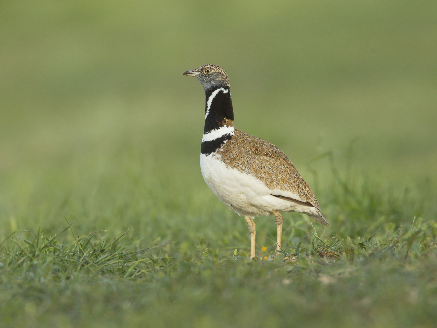 Pretty Little bustard