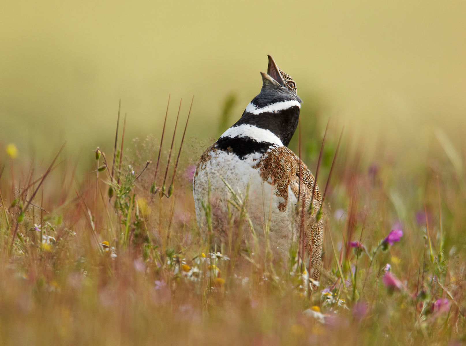 Pretty Little bustard